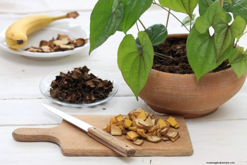 Healthy Plants: 11 Effective Leaf Cleaning Methods
