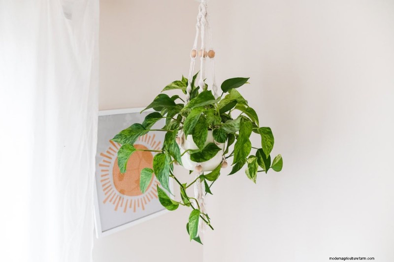 Boost Pothos Growth: 11 Winter Care Tips for Thriving Vines
