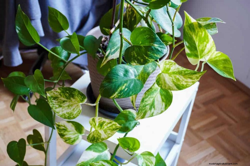 Boost Pothos Growth: 11 Winter Care Tips for Thriving Vines