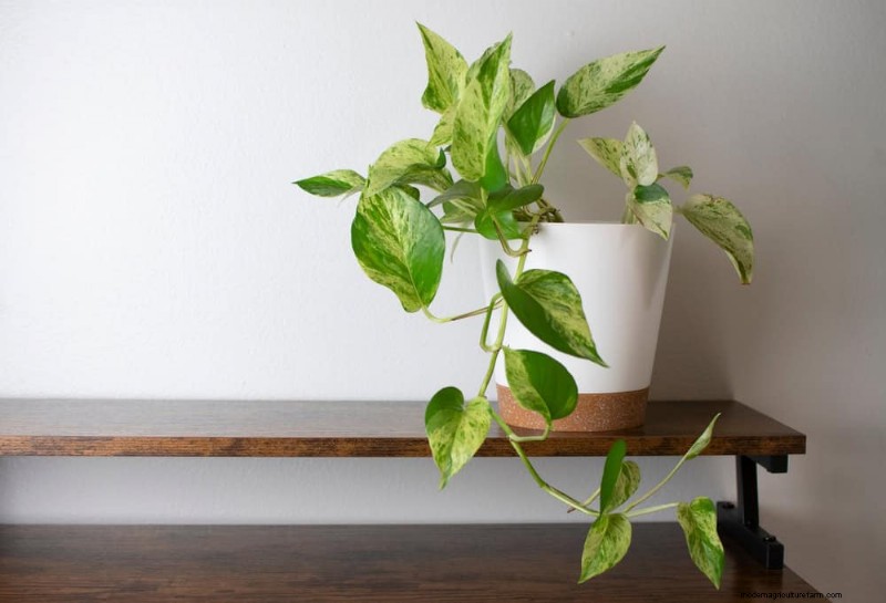 Boost Pothos Growth: 11 Winter Care Tips for Thriving Vines