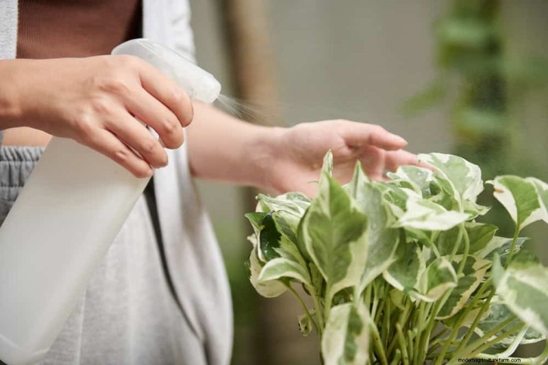 Boost Pothos Growth: 11 Winter Care Tips for Thriving Vines