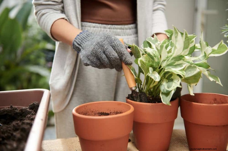 Boost Pothos Growth: 11 Winter Care Tips for Thriving Vines