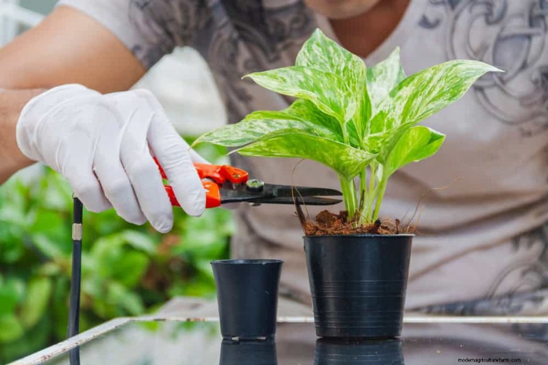 Boost Pothos Growth: 11 Winter Care Tips for Thriving Vines
