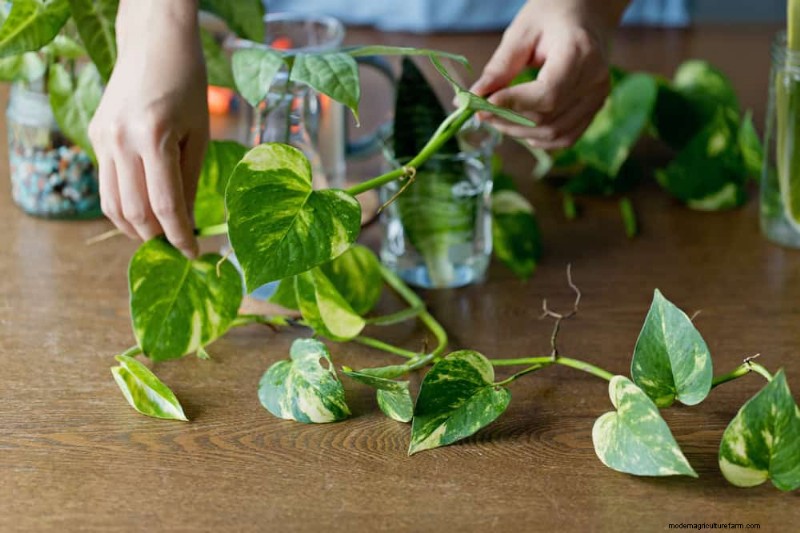 Boost Pothos Growth: 11 Winter Care Tips for Thriving Vines