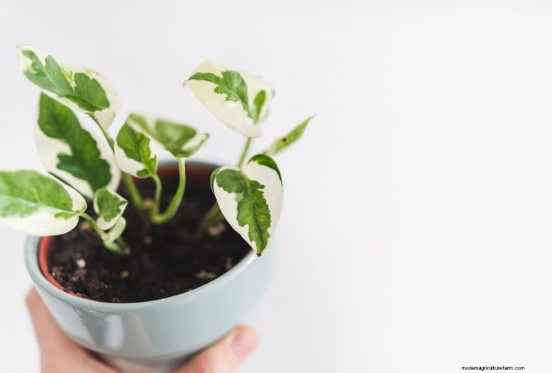 Boost Pothos Growth: 11 Winter Care Tips for Thriving Vines