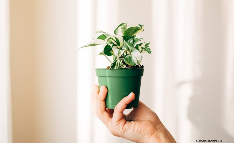 Boost Pothos Growth: 11 Winter Care Tips for Thriving Vines