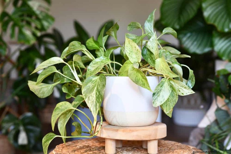 Boost Pothos Growth: 11 Winter Care Tips for Thriving Vines
