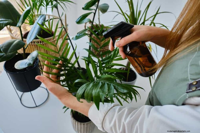 Boost Plant Health: 11 Proven Ways to Increase Humidity Indoors