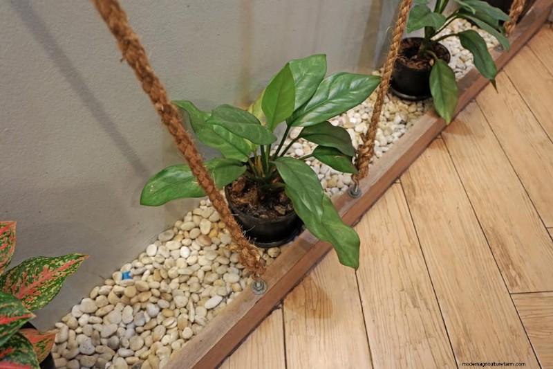 Boost Plant Health: 11 Proven Ways to Increase Humidity Indoors