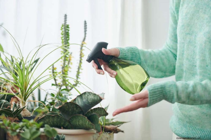 Boost Plant Health: 11 Proven Ways to Increase Humidity Indoors