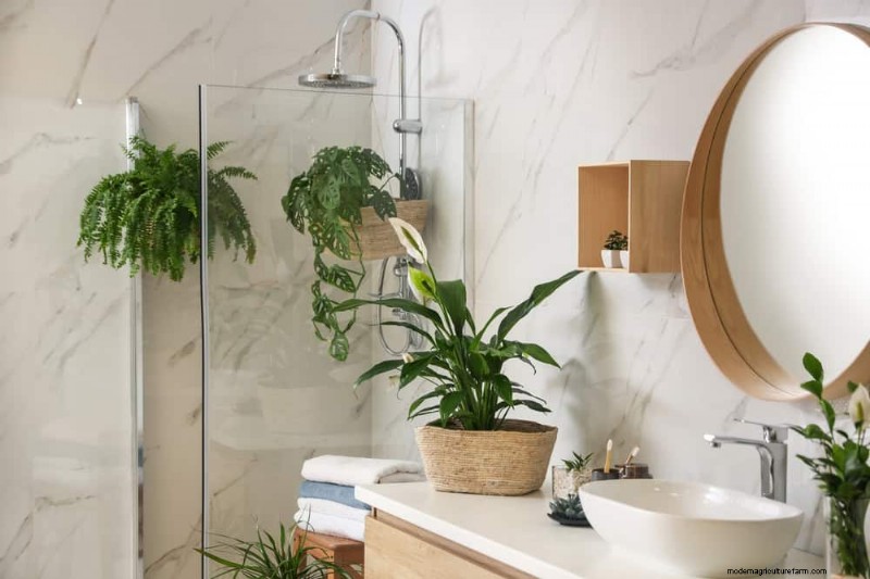Boost Plant Health: 11 Proven Ways to Increase Humidity Indoors