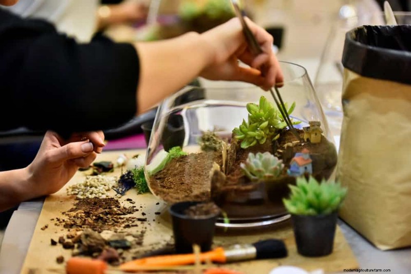 Boost Plant Health: 11 Proven Ways to Increase Humidity Indoors
