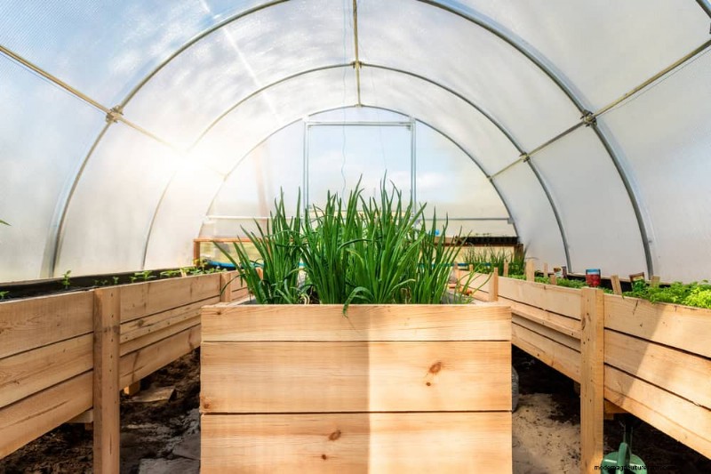 Boost Plant Health: 11 Proven Ways to Increase Humidity Indoors