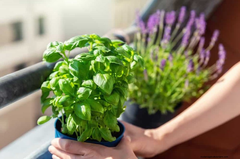 Boost Plant Health: 11 Proven Ways to Increase Humidity Indoors