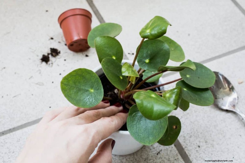 Money Plant Care: 11 Expert Tips for Thriving Growth