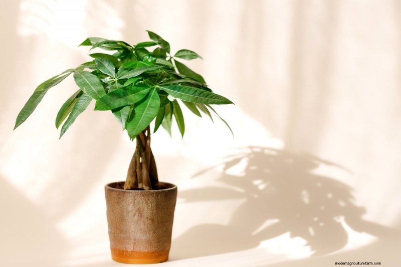 Money Plant Care: 11 Expert Tips for Thriving Growth