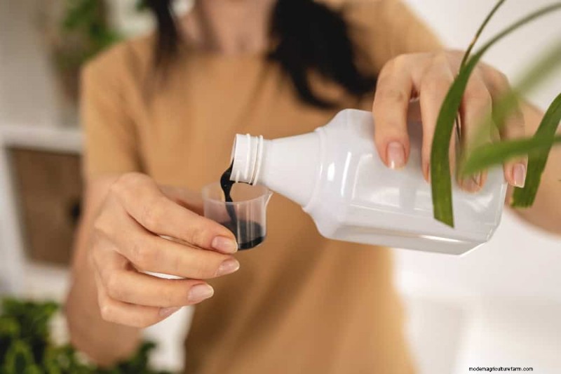 Money Plant Care: 11 Expert Tips for Thriving Growth