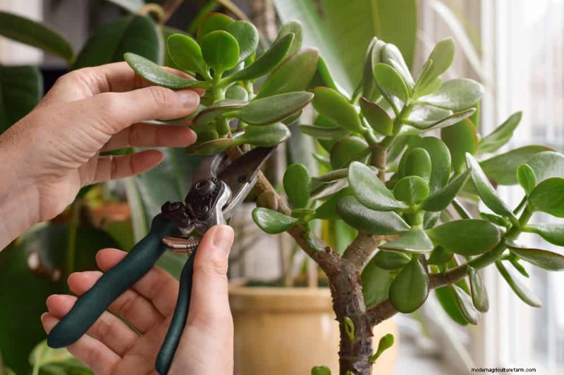 Money Plant Care: 11 Expert Tips for Thriving Growth