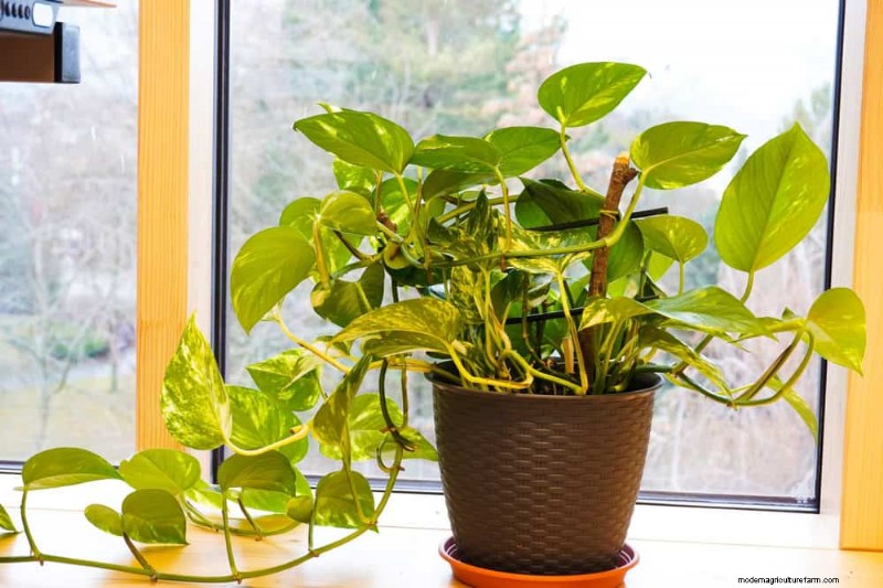 Money Plant Care: 11 Expert Tips for Thriving Growth