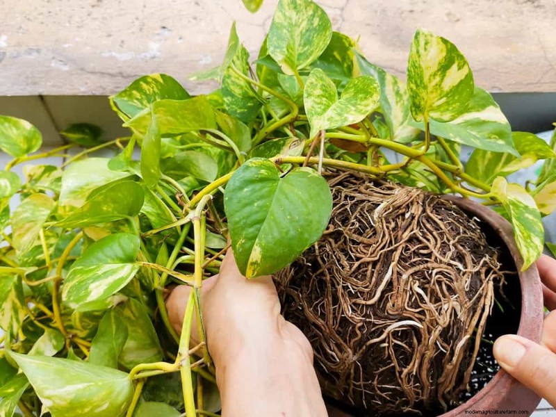 Money Plant Care: 11 Expert Tips for Thriving Growth