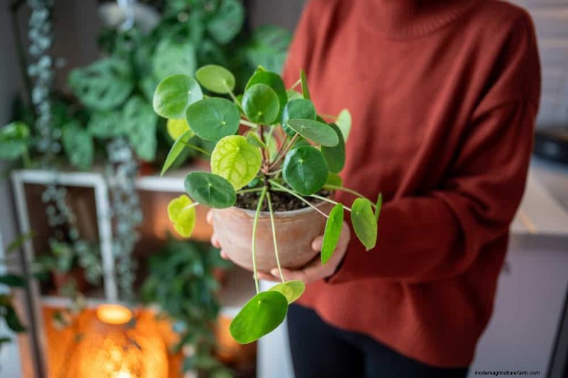 Money Plant Care: 11 Expert Tips for Thriving Growth