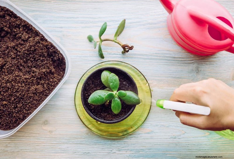 Money Plant Care: 11 Expert Tips for Thriving Growth