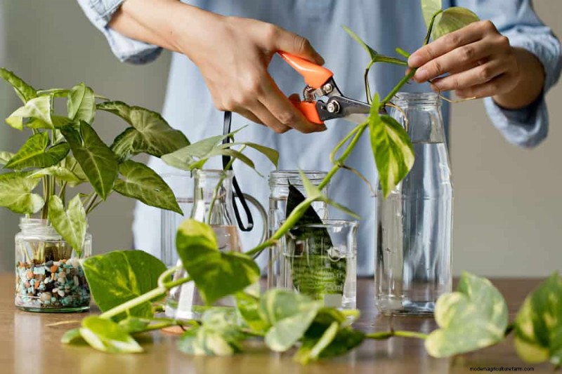 Money Plant Care: 11 Expert Tips for Thriving Growth