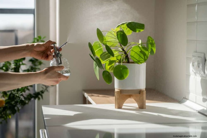 Money Plant Care: 11 Expert Tips for Thriving Growth