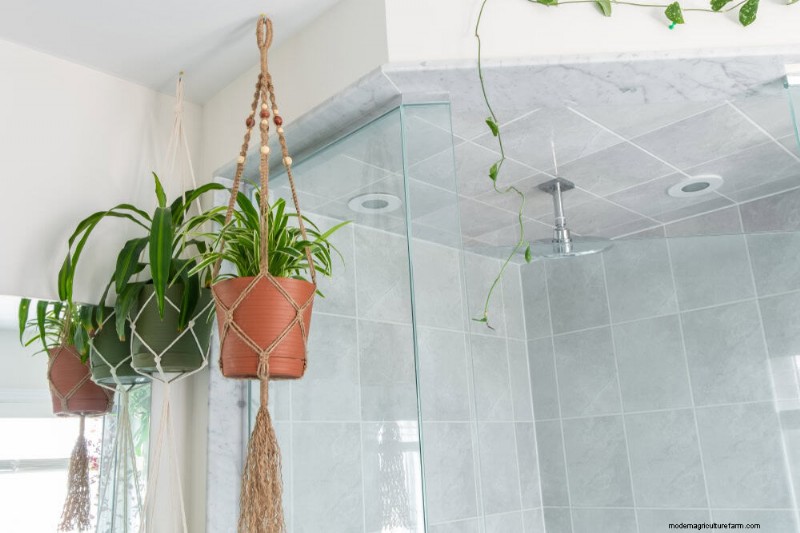 Small Apartment Plant Ideas: Designer-Approved Spaces