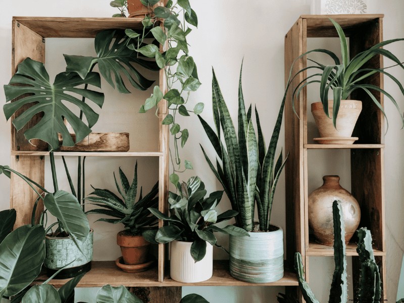 Small Apartment Plant Ideas: Designer-Approved Spaces