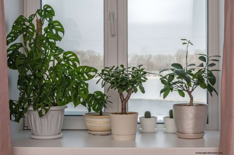 Winter Plant Care: Avoid These 12 Mistakes & Keep Your Houseplants Thriving