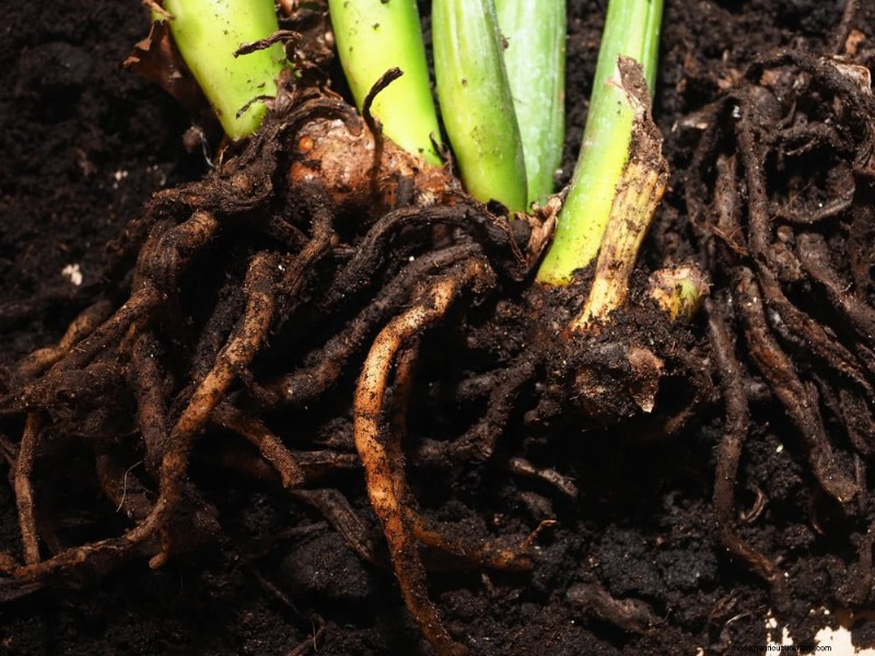 Winter Plant Care: Avoid These 12 Mistakes & Keep Your Houseplants Thriving