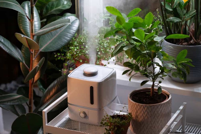 Winter Plant Care: Avoid These 12 Mistakes & Keep Your Houseplants Thriving
