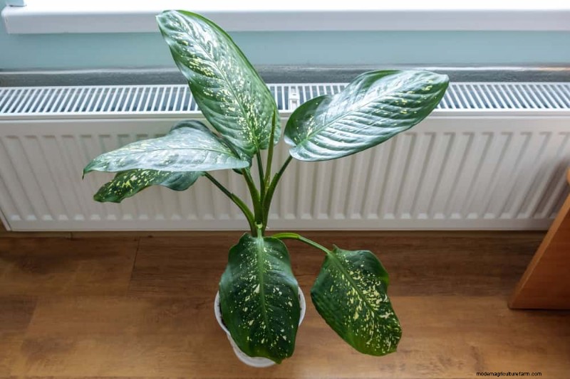 Winter Plant Care: Avoid These 12 Mistakes & Keep Your Houseplants Thriving