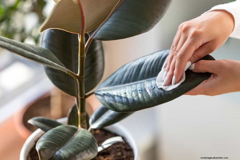 Winter Plant Care: Avoid These 12 Mistakes & Keep Your Houseplants Thriving