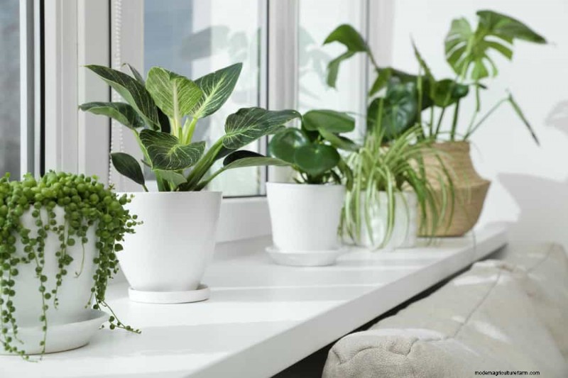 Winter Plant Care: Avoid These 12 Mistakes & Keep Your Houseplants Thriving