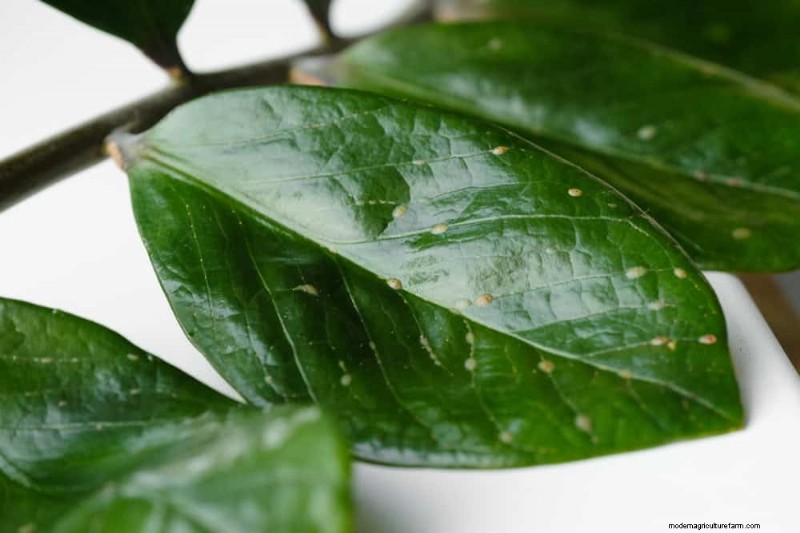 Winter Plant Care: Avoid These 12 Mistakes & Keep Your Houseplants Thriving