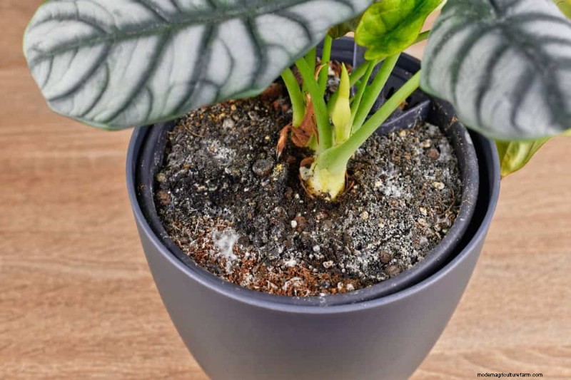 Winter Plant Care: Avoid These 12 Mistakes & Keep Your Houseplants Thriving