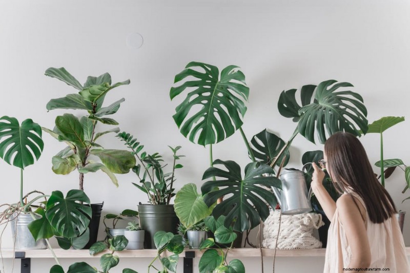 Winter Plant Care: Avoid These 12 Mistakes & Keep Your Houseplants Thriving