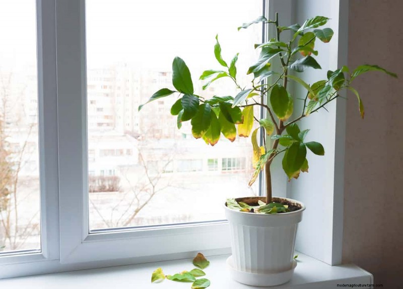 Winter Plant Care: Avoid These 12 Mistakes & Keep Your Houseplants Thriving