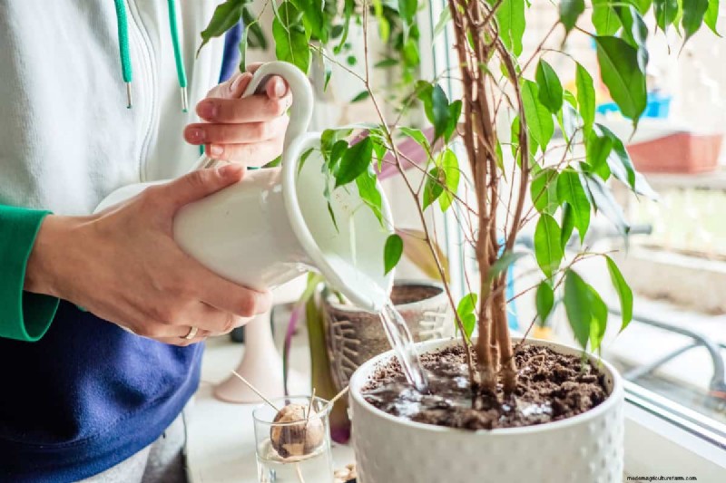 Protect Your Plants from Winter Root Rot: 14 Expert Watering Techniques