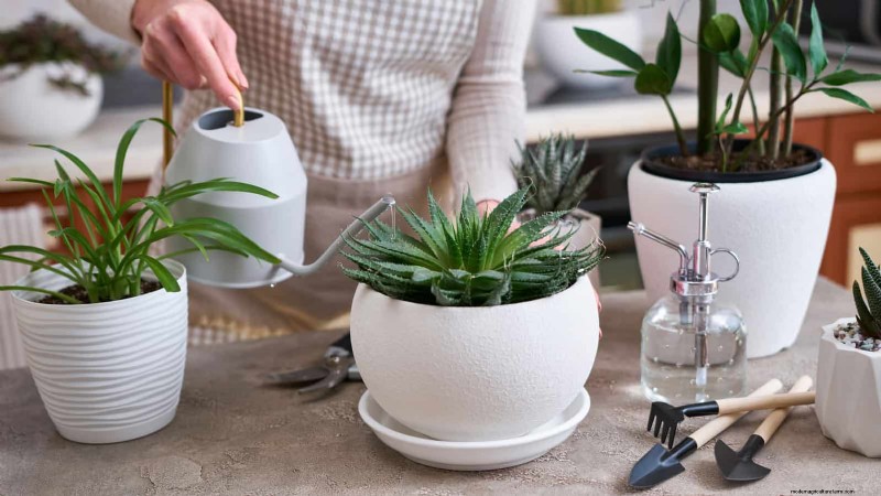 Protect Your Plants from Winter Root Rot: 14 Expert Watering Techniques