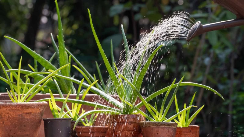 Protect Your Plants from Winter Root Rot: 14 Expert Watering Techniques