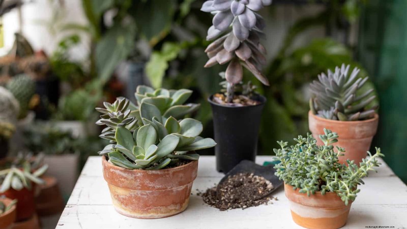 Protect Your Plants from Winter Root Rot: 14 Expert Watering Techniques