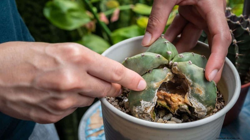 Protect Your Plants from Winter Root Rot: 14 Expert Watering Techniques