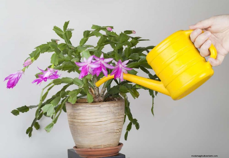 Protect Your Plants from Winter Root Rot: 14 Expert Watering Techniques