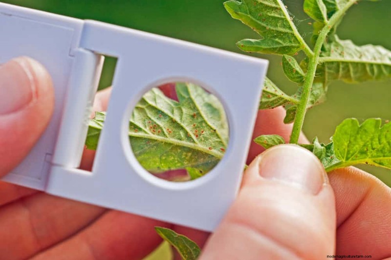 Effective Winter Spider Mite Control: Proven Solutions for Healthy Plants
