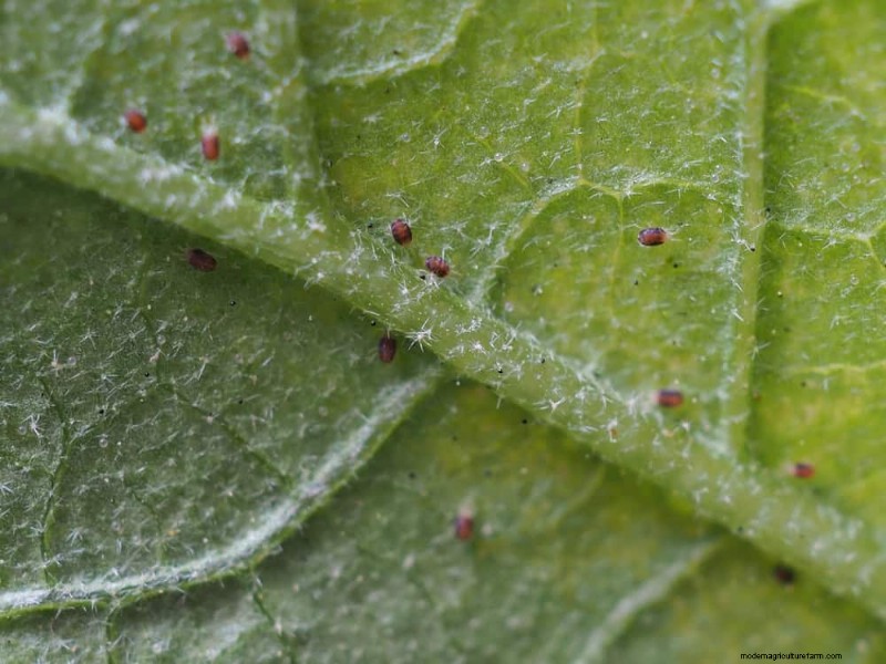 Effective Winter Spider Mite Control: Proven Solutions for Healthy Plants