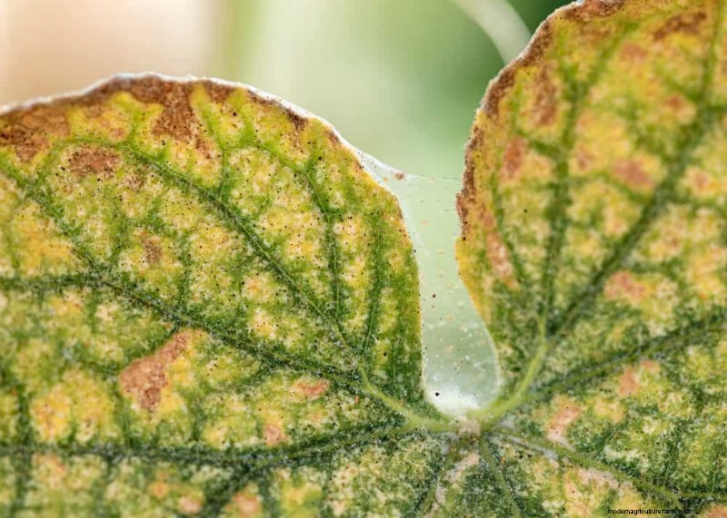 Effective Winter Spider Mite Control: Proven Solutions for Healthy Plants