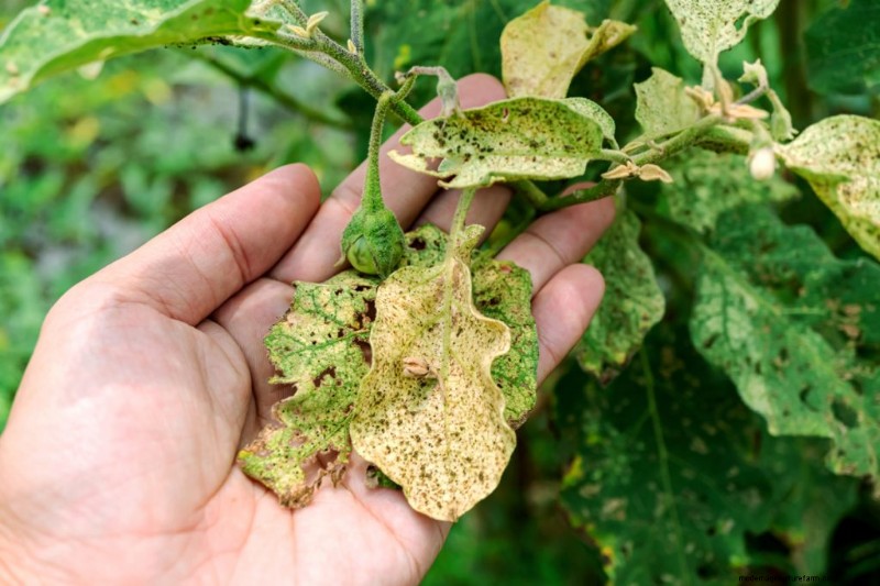 Effective Winter Spider Mite Control: Proven Solutions for Healthy Plants